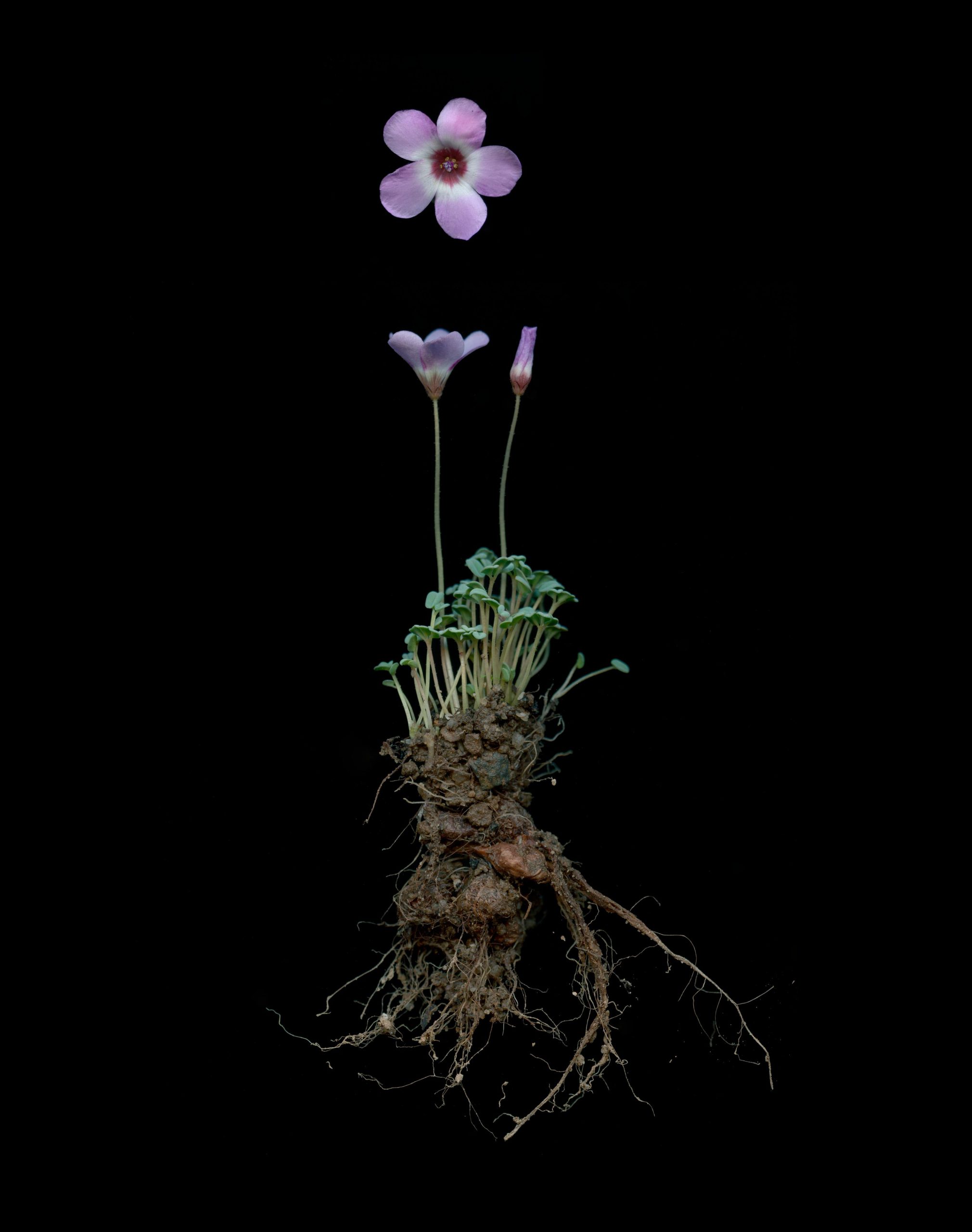 Oxalis Oculifera